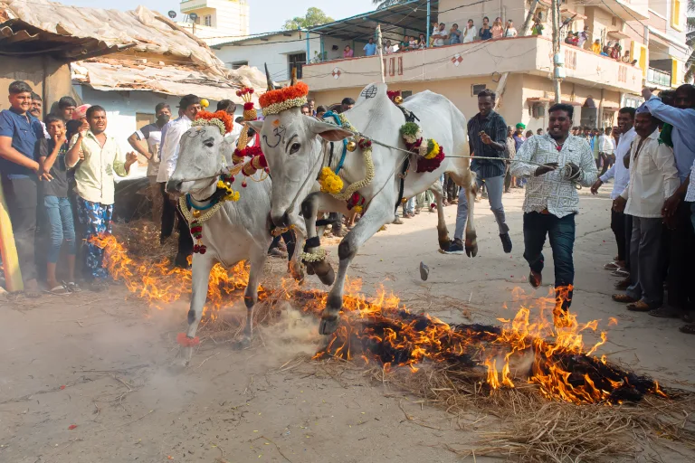 Venkatesh BS - Traditional fire jumping bulls 6399