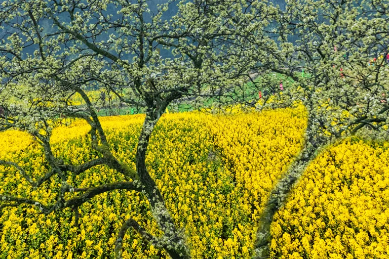 Xiang Bangjin - 7. 大自然的调色板The Palette of Nature