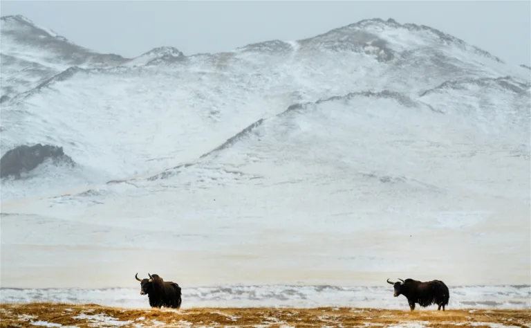 Yu Ningtai - The Land of Altun Mountain 5