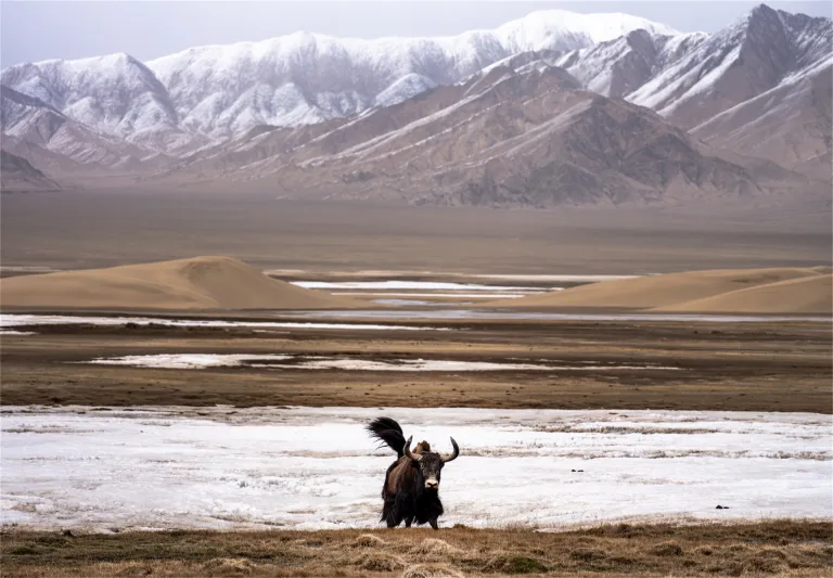 Yu Ningtai - The Land of Altun Mountain 6. 