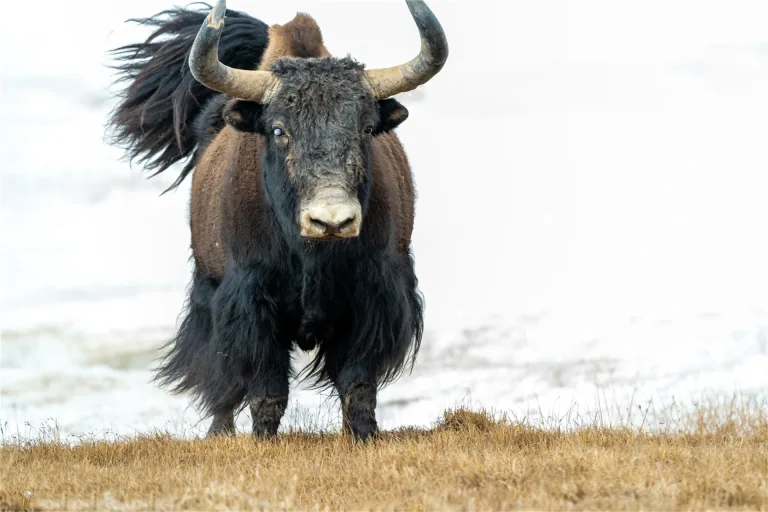 Yu Ningtai - The Land of Altun Mountain 9