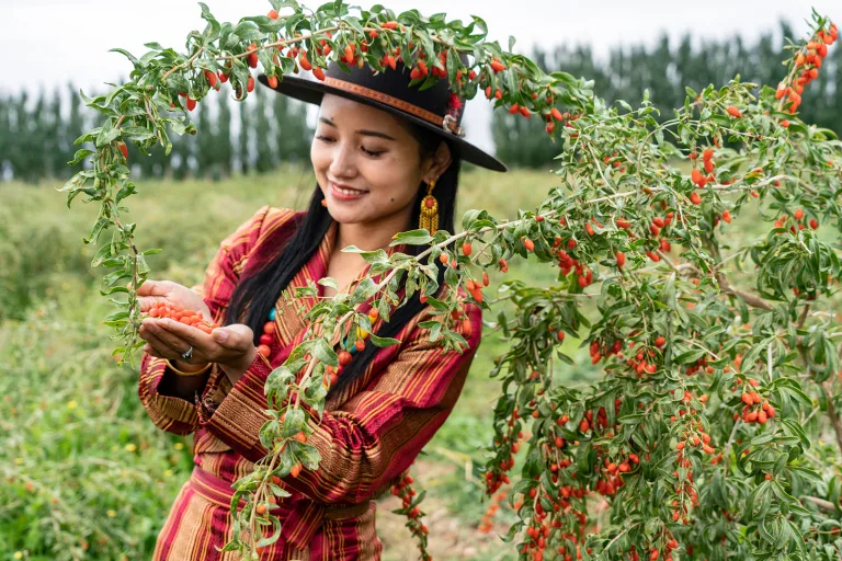 Zhang Rucui - 丰收的枸杞 Goji berry harvest