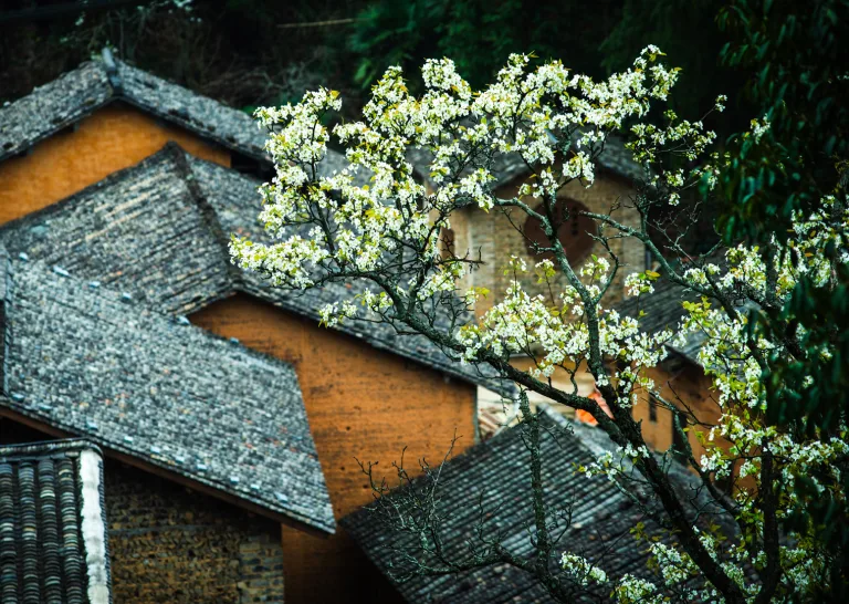 Zou Shuigen - 古村春色 Ancient Village in Spring