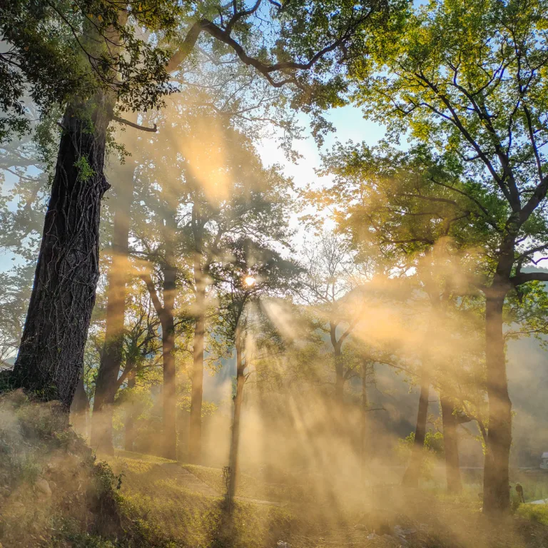 Zou Shuigen - 曦透幽林 Shine Through the Mist
