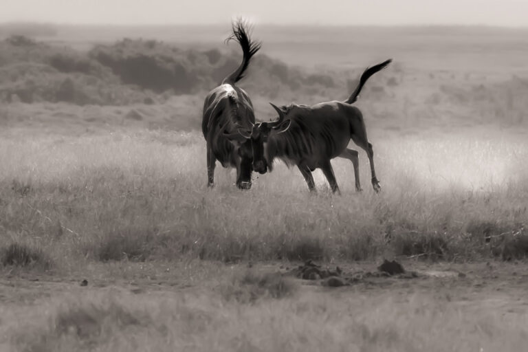 Li-Guangjian - 草原角逐