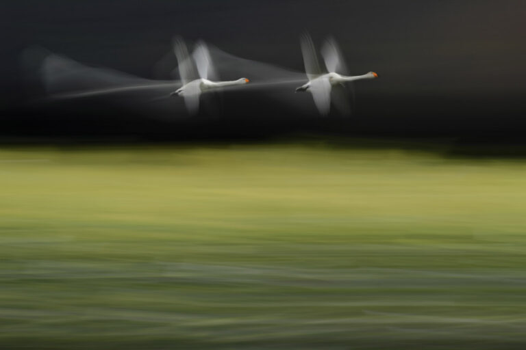 Li-Taichang - The-White-Eleves-2