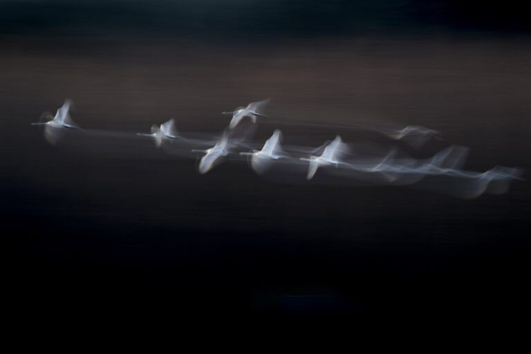 Li-Taichang - The-White-Eleves-6