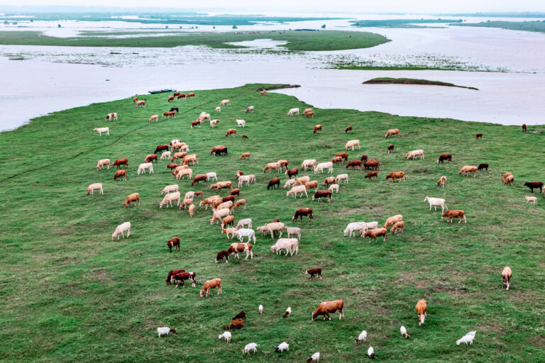 Shi-Changguo - 5.-Pasture