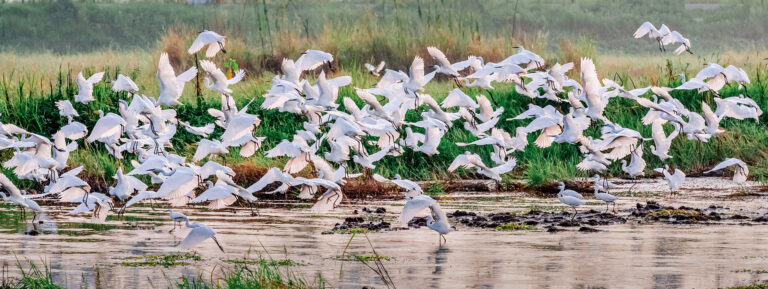 Shi-Changguo - 6.-Wetland-for-Egret
