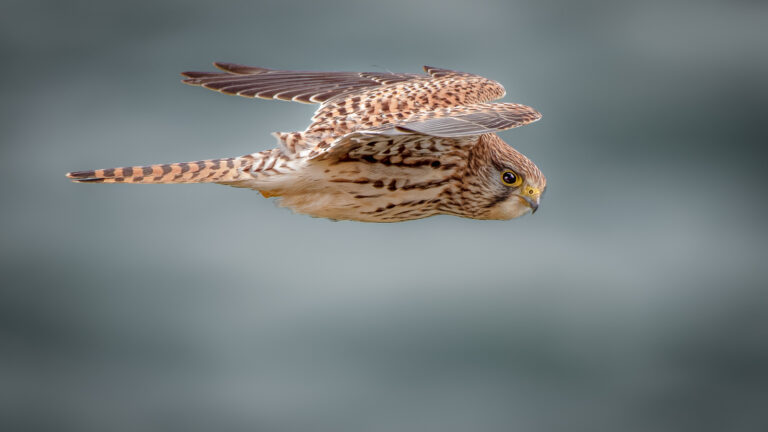 Tony-Davies - Great-Orme-Kestrel