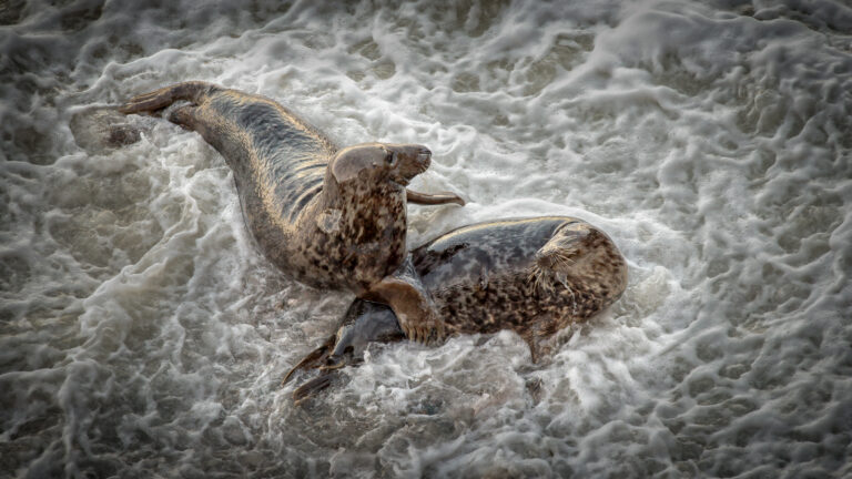 Tony-Davies - Grey-Seals-Playing-in-Surf