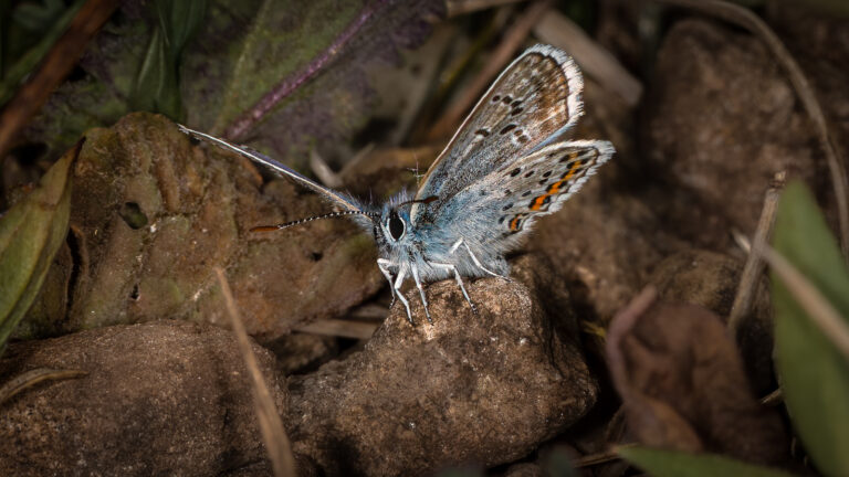 Tony-Davies - Silver-Studded-blue