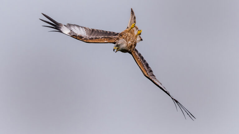 Tony-Davies - Swooping-Red-Kite